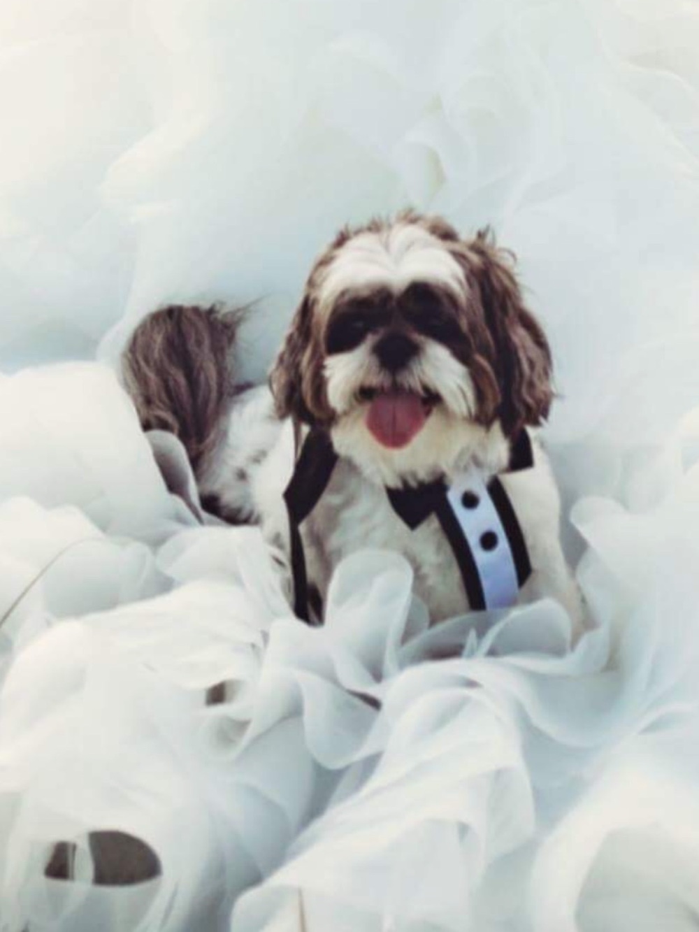Formal Black and White Dog Tuxedo Vest Harness
